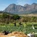 Babylonstoren